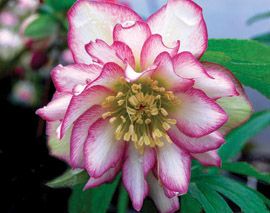 Helleborus x hhybridus Winter Jewel Rose Quartz
